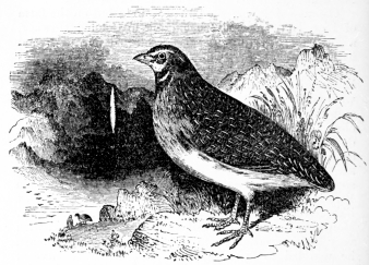 [Image not available]