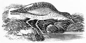 [Image not available]