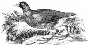 [Image not available]