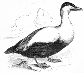 [Image not available]