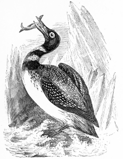 [Image not available]