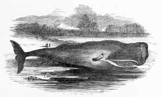 [Image not available]