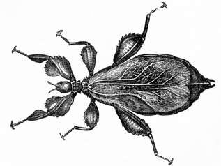 [Image not available]