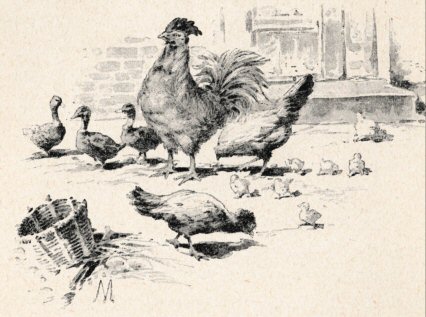 Fowl pecking in the yard