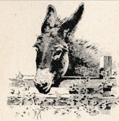 Colaquet, the donkey