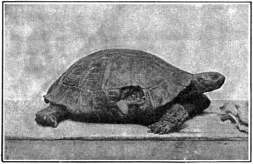 An Old Land-tortoise
