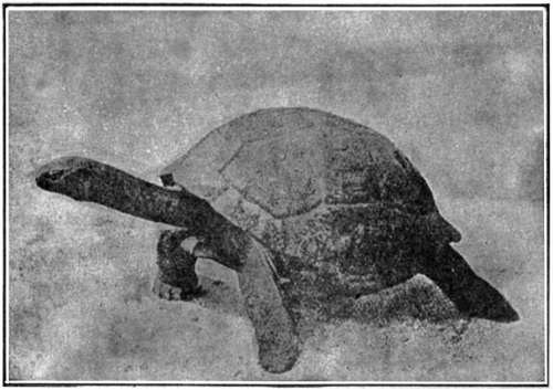 A Water-tortoise