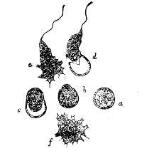 Isolated individuals
of a Myxomycete.