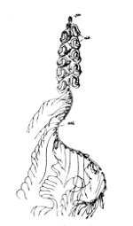 One of the
Siphonophora.