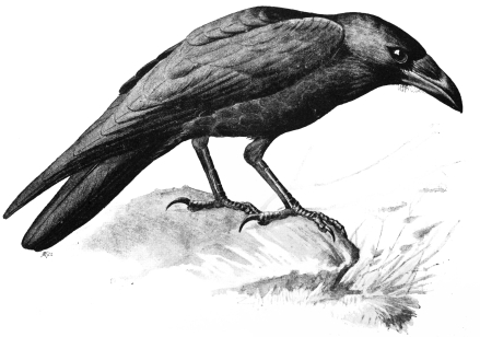 Plate 60 - Jackdaws, Rooks, Crows and Ravens - A Field Guide to