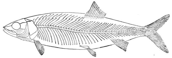 The Project Gutenberg eBook of Guide to the Study of Fishes, by David Starr  Jordan