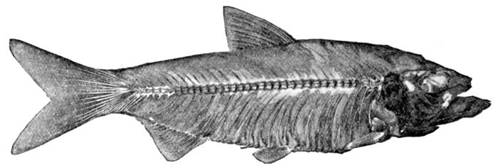 Descriptions of three new species of cisco, or lake herring (Argyrosomus),  from the Great Lakes of America; with a note on the species of whitefish