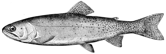 The Project Gutenberg eBook of Guide to the Study of Fishes, by