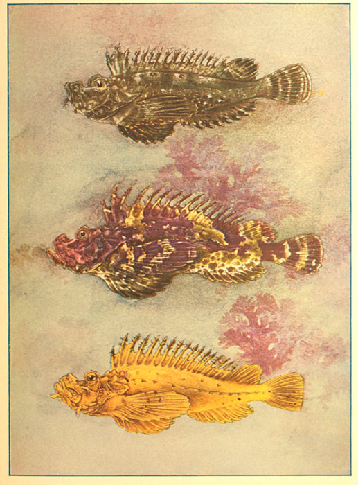 The Project Gutenberg eBook of Guide to the Study of Fishes, by