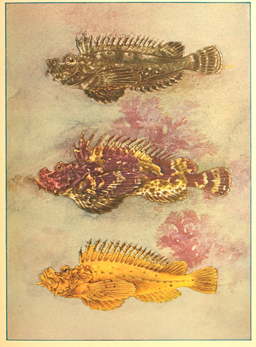 The Project Gutenberg eBook of Guide to the Study of Fishes, by David Starr  Jordan