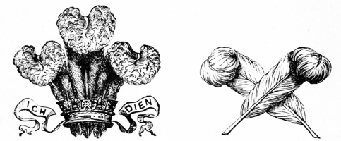 Image not available: PLUME OF FEATHERS.

(Badge of the Prince of Wales.)