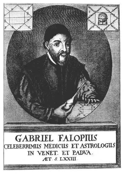 Gabriel Fallopius.