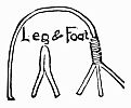 legs and feet diagram