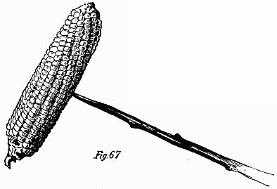 corn on a stick