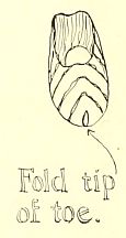 Fold tip
of toe.