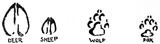 Deer; sheep; wolk and fox tracks