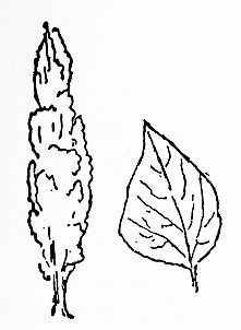tree and leaf