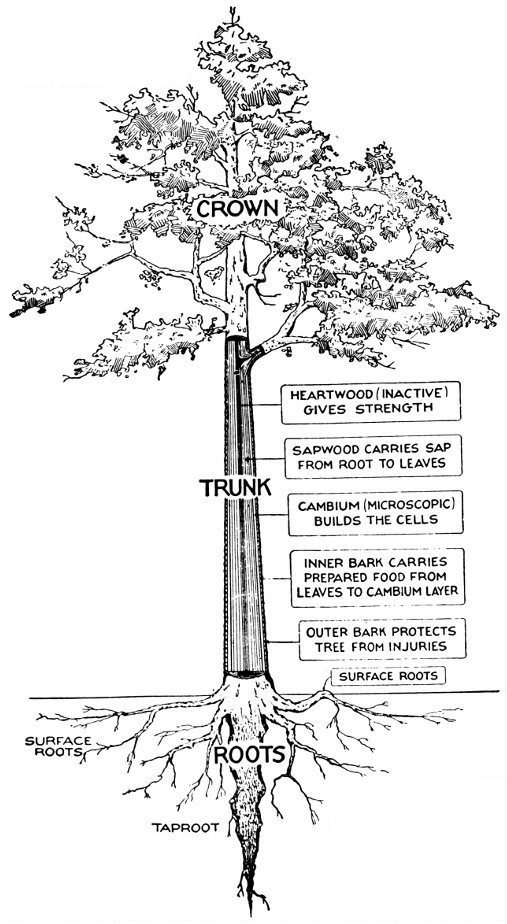 Texas Tree Leaf Identification Chart