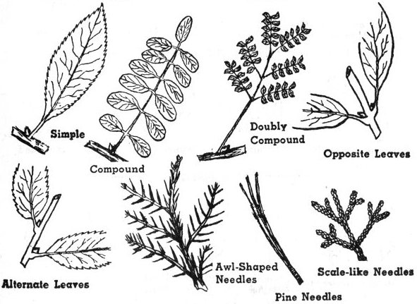 Texas Tree Leaf Identification Chart