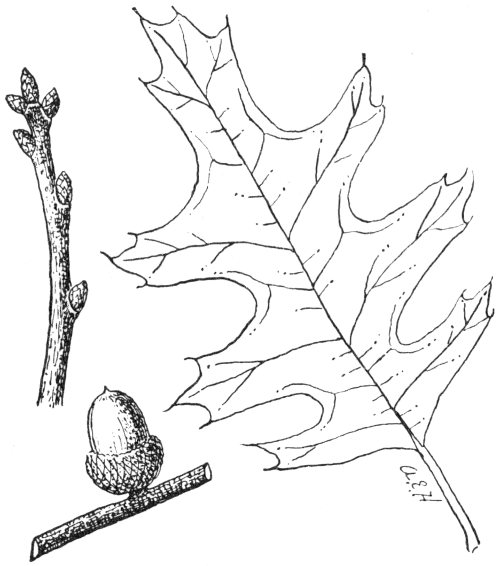 Texas Tree Leaf Identification Chart