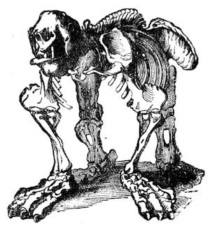 Fossil Skeleton