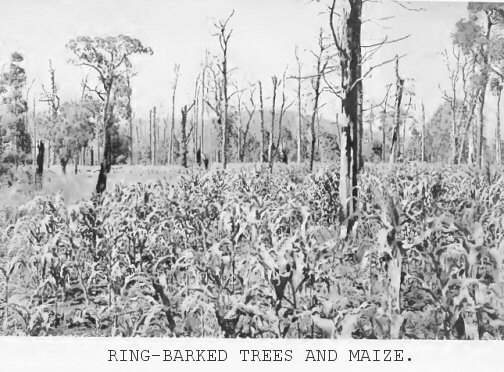 Ring-barked trees and maize
