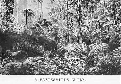 A Haelesville gully