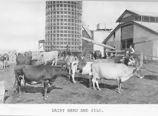 Dairy Herd and Silo