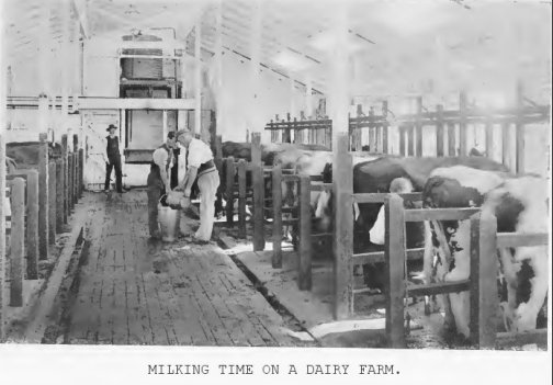 Milking time on a dairy farm