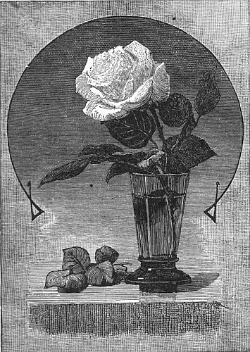 rose ina  vase
