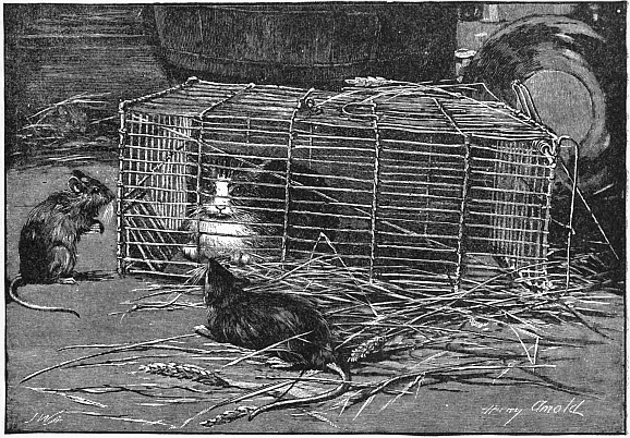 Tabby in a cage and rats outside of cage