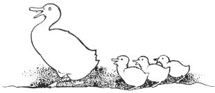 Image unavailable: THE DUCK AND HER DUCKLINGS