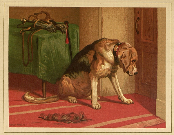 hunting dog looking at floor by door