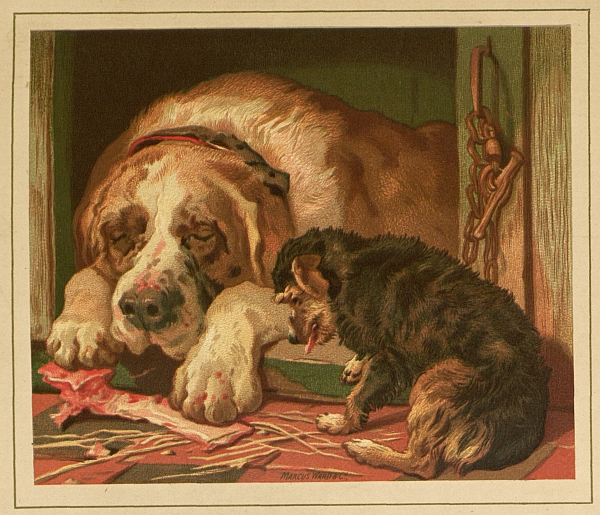 St Bernard lying down in house with small dog beside him