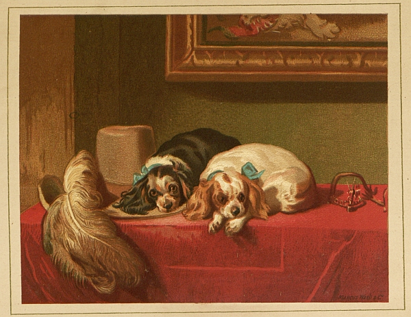 Two King Charles spaniels lying on table or bench