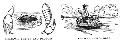 Image unavailable:
WHIRLWIG BEETLE AND PADDLES.
CORACLE AND PADDLE.