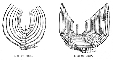 Image unavailable: RIBS OF FISH. RIBS OF SHIP.