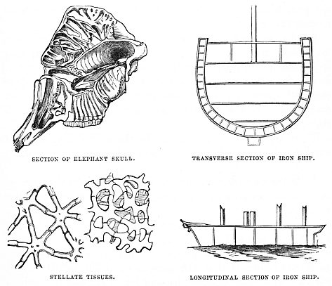 Image unavailable:
SECTION OF ELEPHANT SKULL.     TRANSVERSE SECTION OF IRON SHIP.
STELLATE TISSUES.              LONGITUDINAL SECTION OF IRON SHIP.