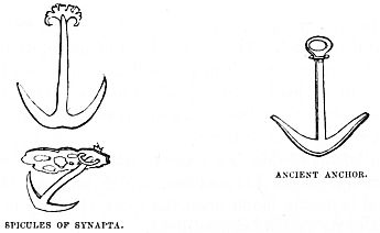 Image unavailable: SPICULES OF SYNAPTA.
ANCIENT ANCHOR.