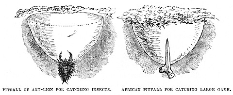 Image unavailable: PITFALL OF ANT-LION FOR CATCHING INSECTS.
AFRICAN PITFALL FOR CATCHING LARGE GAME.
