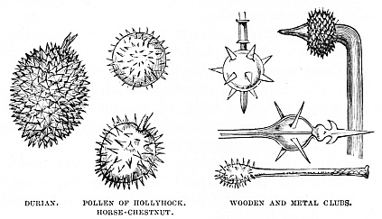 Image unavailable: DURIAN.
POLLEN OF HOLLYHOCK. HORSE-CHESTNUT.
WOODEN AND METAL CLUBS.