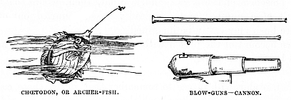 Image unavailable: CHŒTODON, OR ARCHER-FISH.
BLOW-GUNS—CANNON.