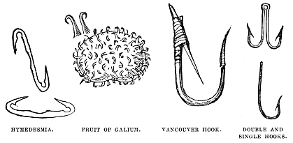 Image unavailable: HYMEDESMIA.      FRUIT OF GALIUM.      VANCOUVER HOOK.      DOUBLE AND
SINGLE HOOKS.