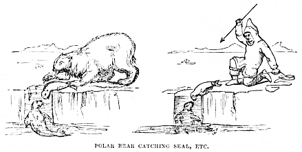 Image unavailable: POLAR BEAR CATCHING SEAL, ETC.