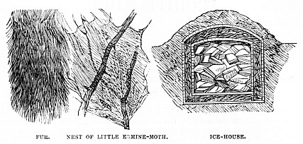 Image unavailable: FUR.
NEST OF LITTLE ERMINE-MOTH.
ICE-HOUSE.